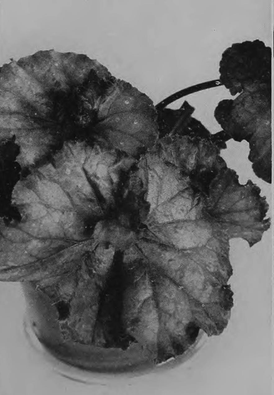 B. ‘Brown Curl’